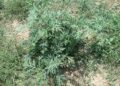 Invasive ‘foreign’ weed spotted in Srinagar: SKUAST-K advises early caution