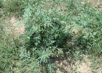 Invasive ‘foreign’ weed spotted in Srinagar: SKUAST-K advises early caution