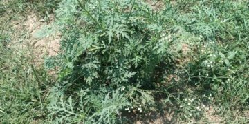 Invasive ‘foreign’ weed spotted in Srinagar: SKUAST-K advises early caution