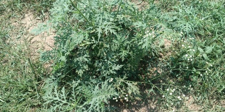 Invasive ‘foreign’ weed spotted in Srinagar: SKUAST-K advises early caution