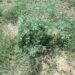 Invasive ‘foreign’ weed spotted in Srinagar: SKUAST-K advises early caution