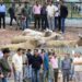 Javid Dar reviews sheep breeding initiatives at Khimber Farm