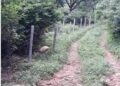 Forest Department retrieves 150 kanal forest land in Raika area