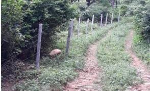 Forest Department retrieves 150 kanal forest land in Raika area