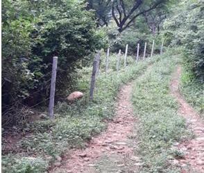 Forest Department retrieves 150 kanal forest land in Raika area
