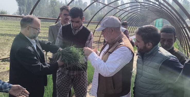Dir Agri Kashmir inaugurates sale of Onion Seedlings at Gangbugh for farming Community